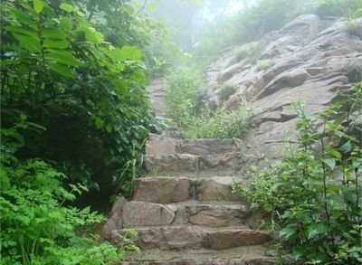 日照直播,日照绿茶价格表