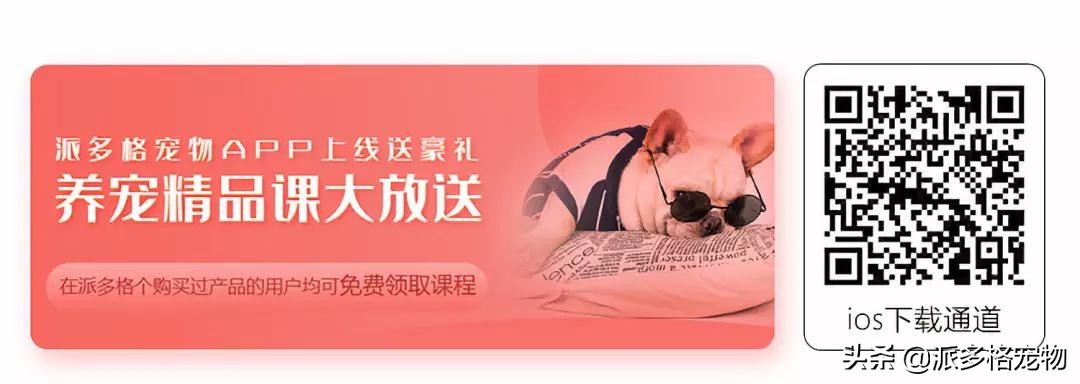 派多格宠物app,派多格宠物沟通平台银川