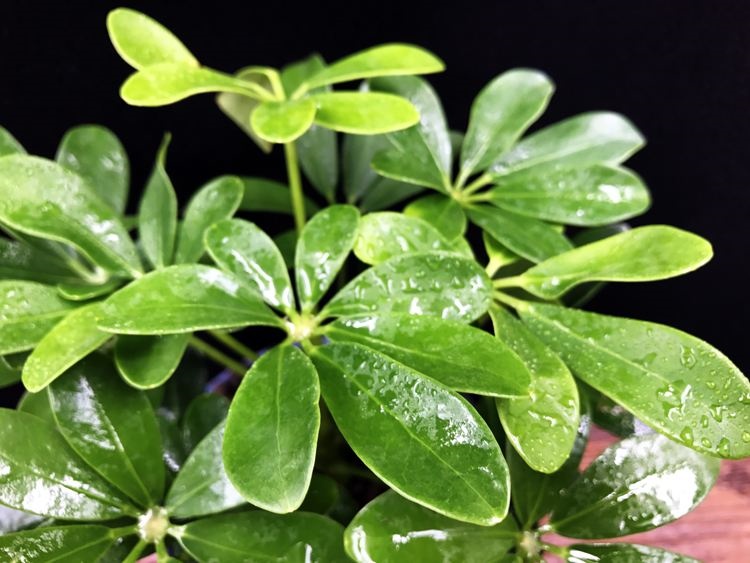 鸭脚木和鹅掌柴区别,鸭掌木叶子发黄掉叶怎么补救