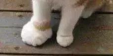 如何判断家里的猫是不是智障,猫咪弱智