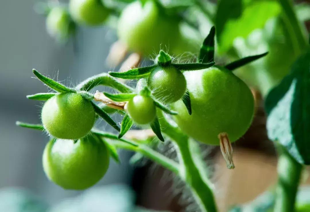 番茄是一种常见植物,番茄是一个很不错的水果