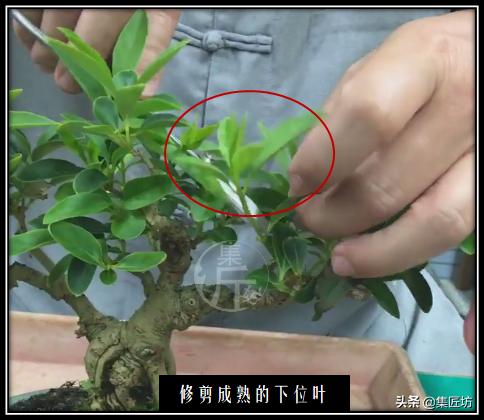 连翘盆景的养护,连翘迎春花盆景养殖方法