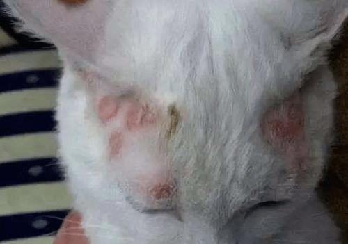 两只猫都有猫癣要隔离吗,养猫经验猫得了猫癣怎么办