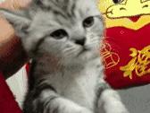 养了十多天的猫猫想抱它要怎么做,养了两年的猫怎么教
