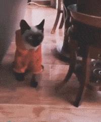 笑不停：别人都在公转，你怎么在自转，小哥哥你还好吗