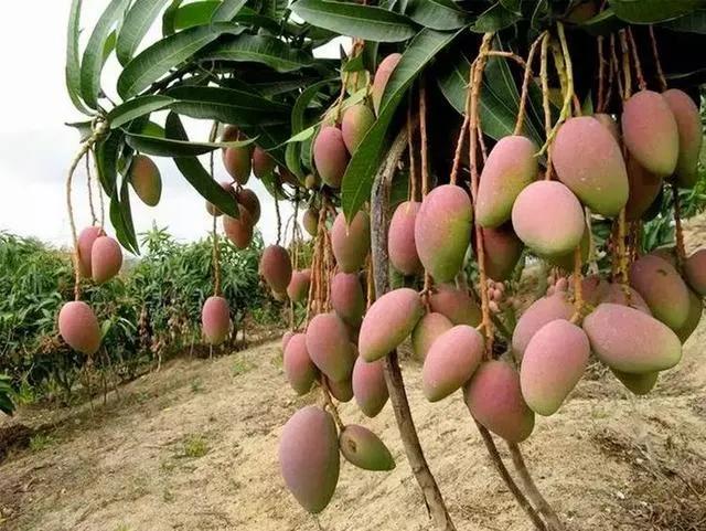 攀枝花水果上市时间表,攀枝花有什么水果特产