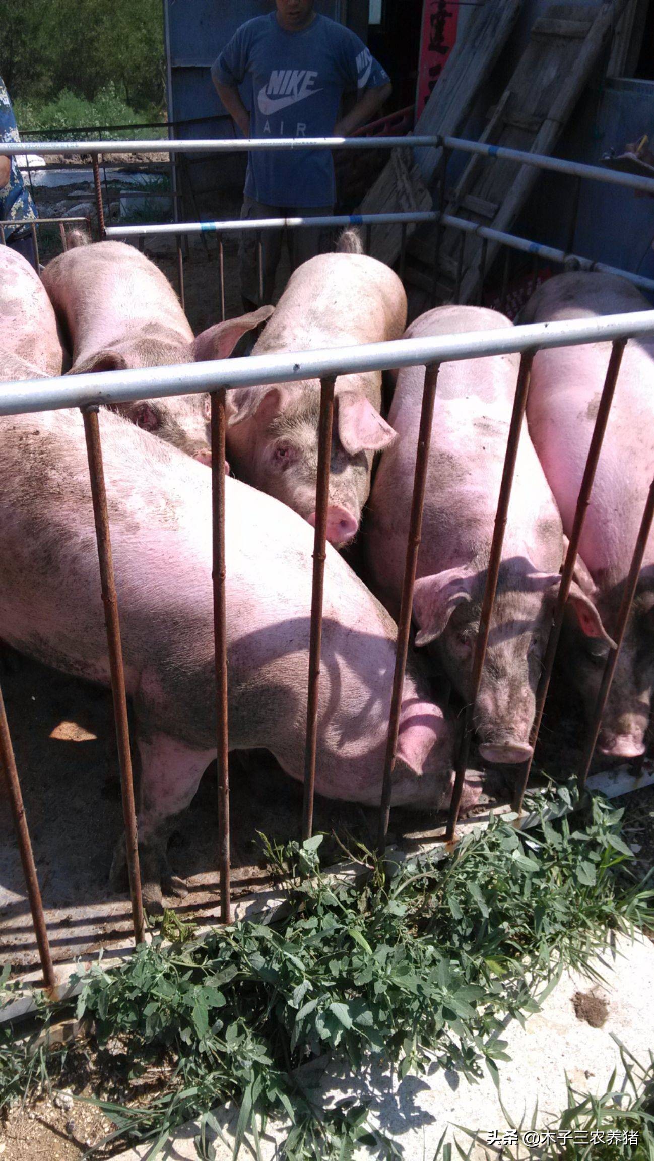 这4个给猪催肥绝招，听说很多养猪朋友都在找！新手需要知道！