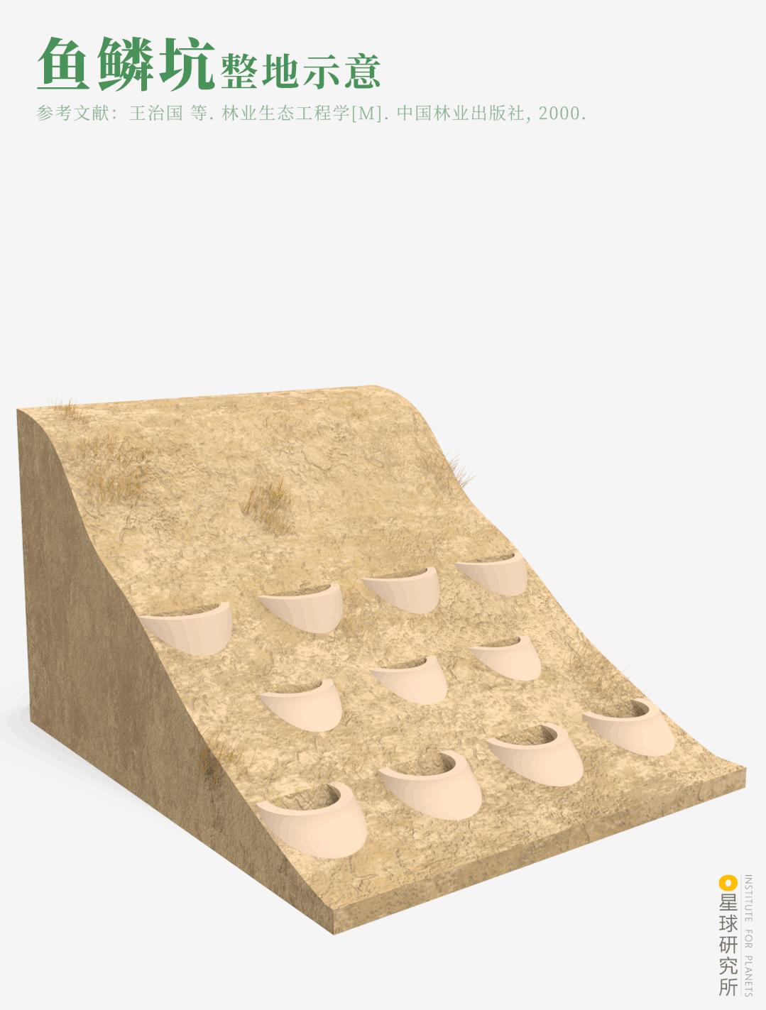 中国植树造林面积,中国植树造林成果国外有什么看法