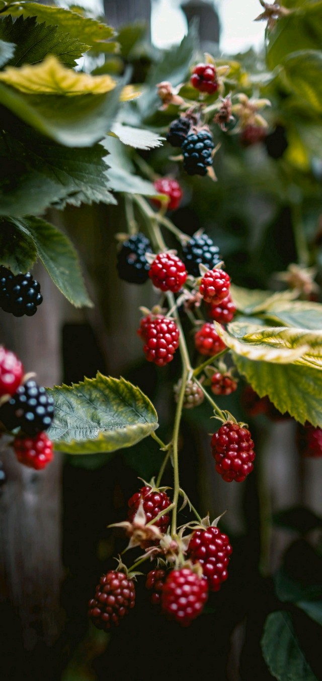 高清壁纸风景人物,手机壁纸汽车风景