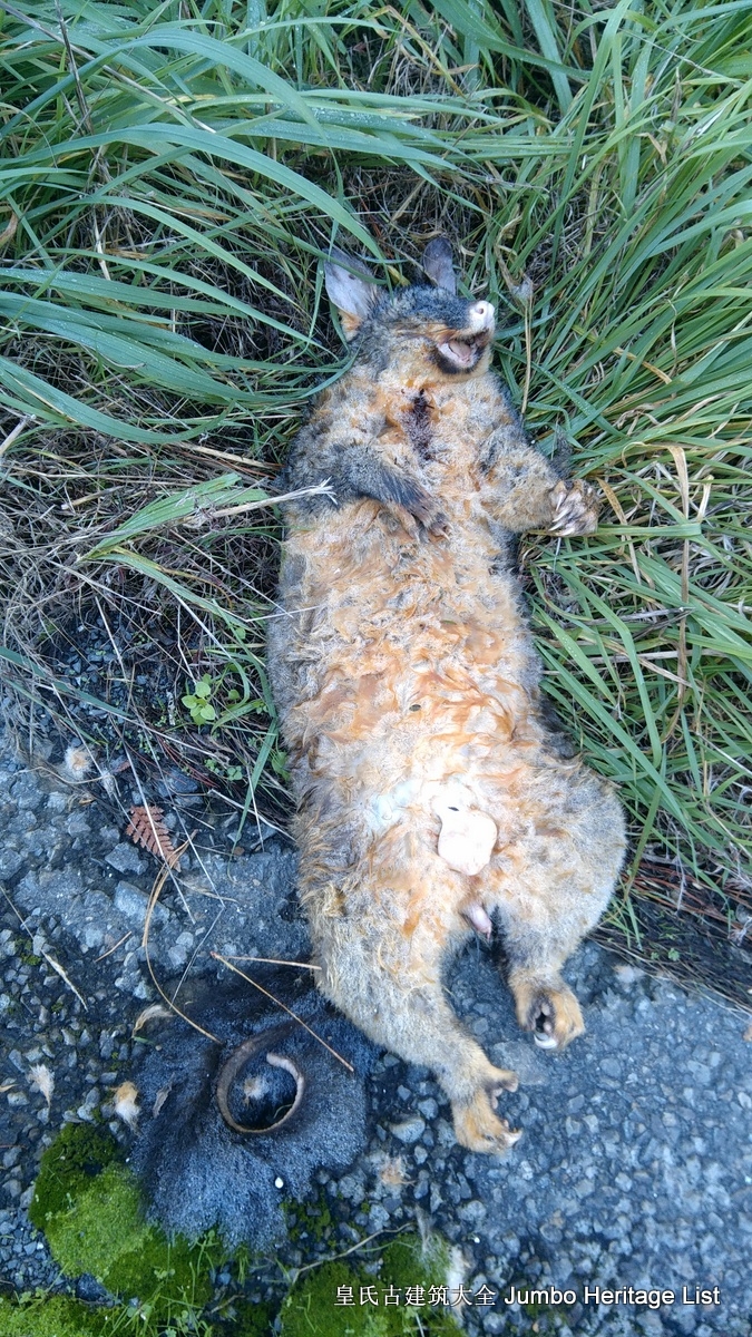 第134回：怀凯蒂山谷温泉浴，怀奥塔普地热公园