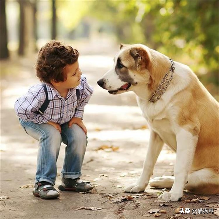 狗瘟就是犬瘟热，狗狗出现狗瘟该怎么办？#狗狗大明星#