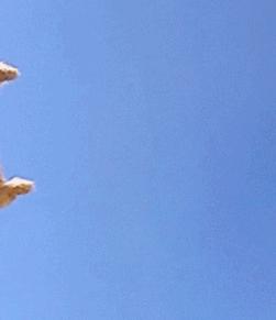 春天里,猫咪需要“三防一管”