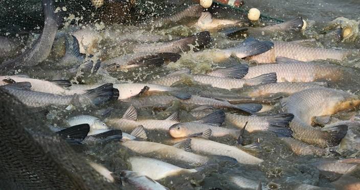 水库钓青鱼手竿线组,5.4手竿钓青鱼怎么调漂