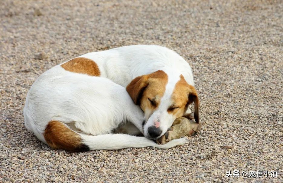 狗狗丢了用什么灵异方法找回来,狗狗丢了怎么找回流浪狗