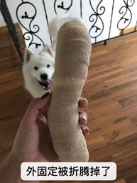 猫咪脚扭伤了吃什么药好,猫咪骨折不吃东西怎么办