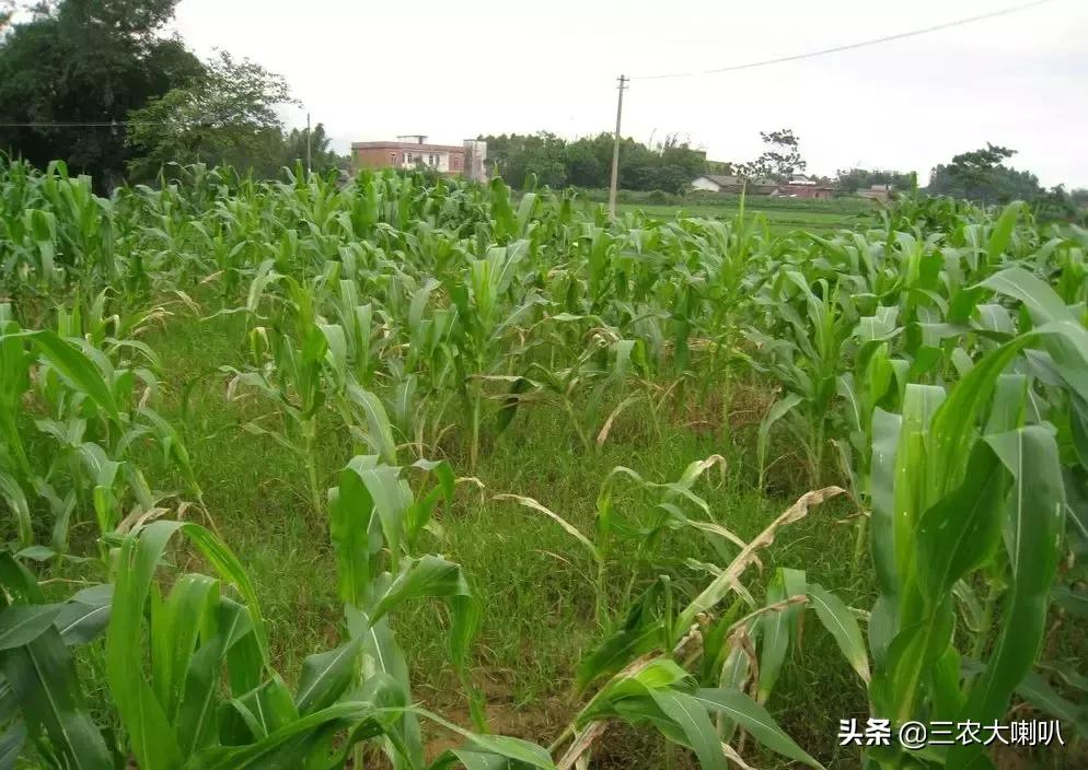今年的玉米怎么办啊,玉米现在该怎么办