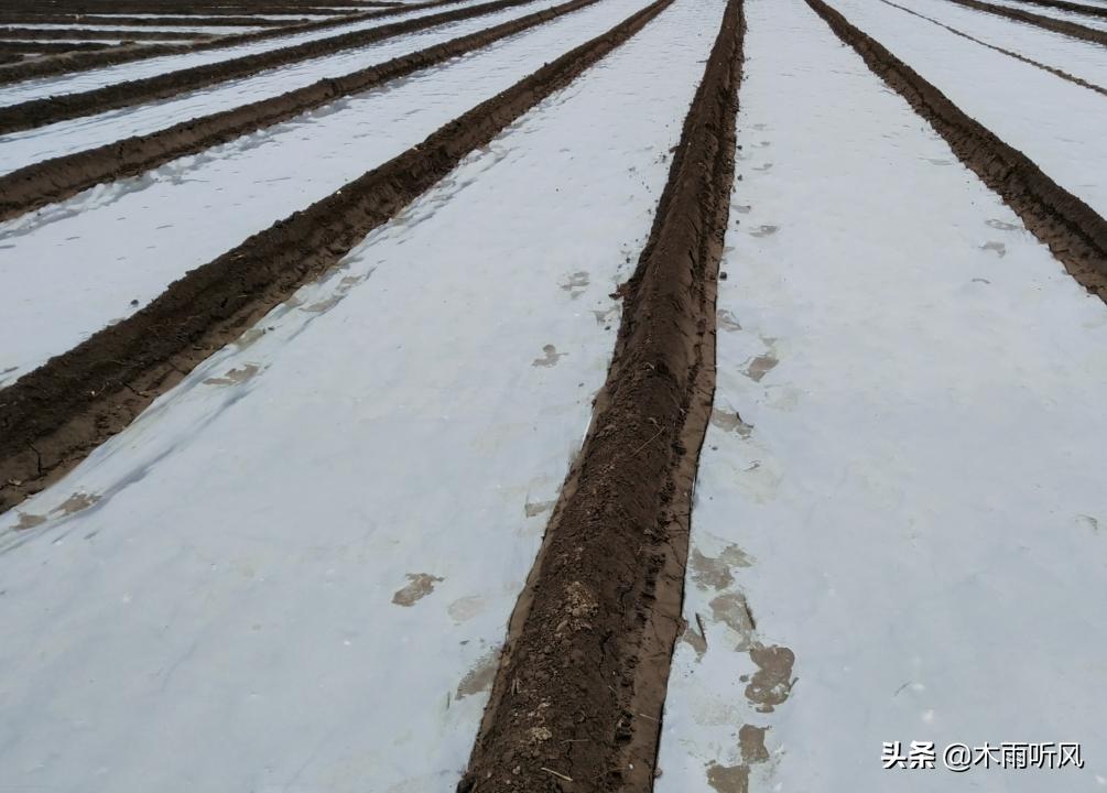 大蒜苗低于气温多少度受冻害,寒潮过后金乡大蒜冻害苗情