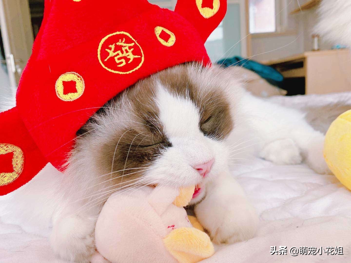 铲屎官第一次见猫咪要关注什么,猫咪的铲屎官关注事项