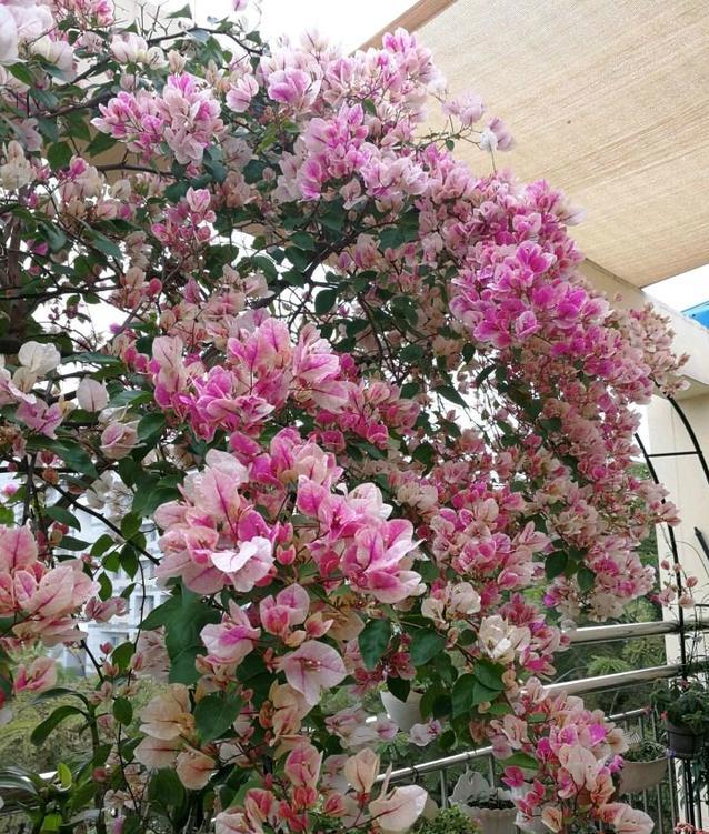 三角梅怎么养成瀑布,三角梅长成瀑布需要多大的盆