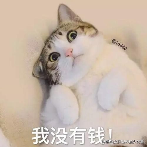 铲屎官每个月花多少钱,铲屎官日常挣奶粉钱