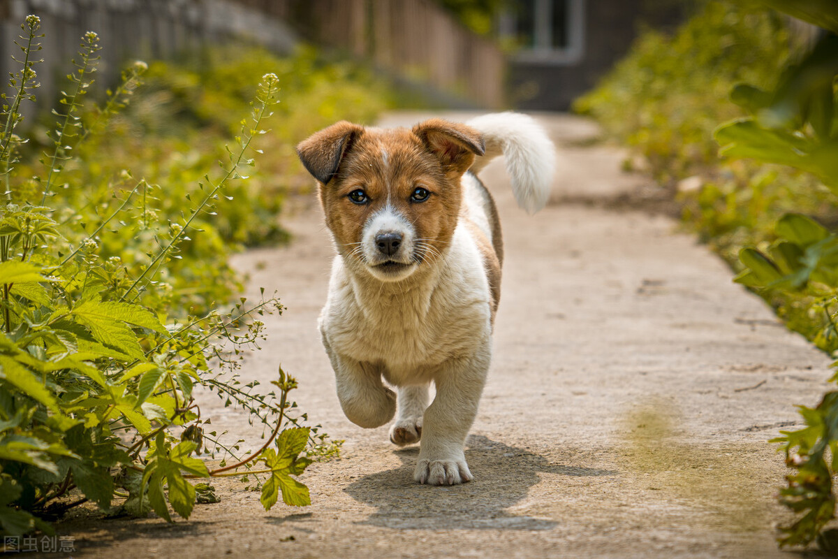 小狗拉肚子怎么治疗最有效,小狗拉肚子最快解决办法