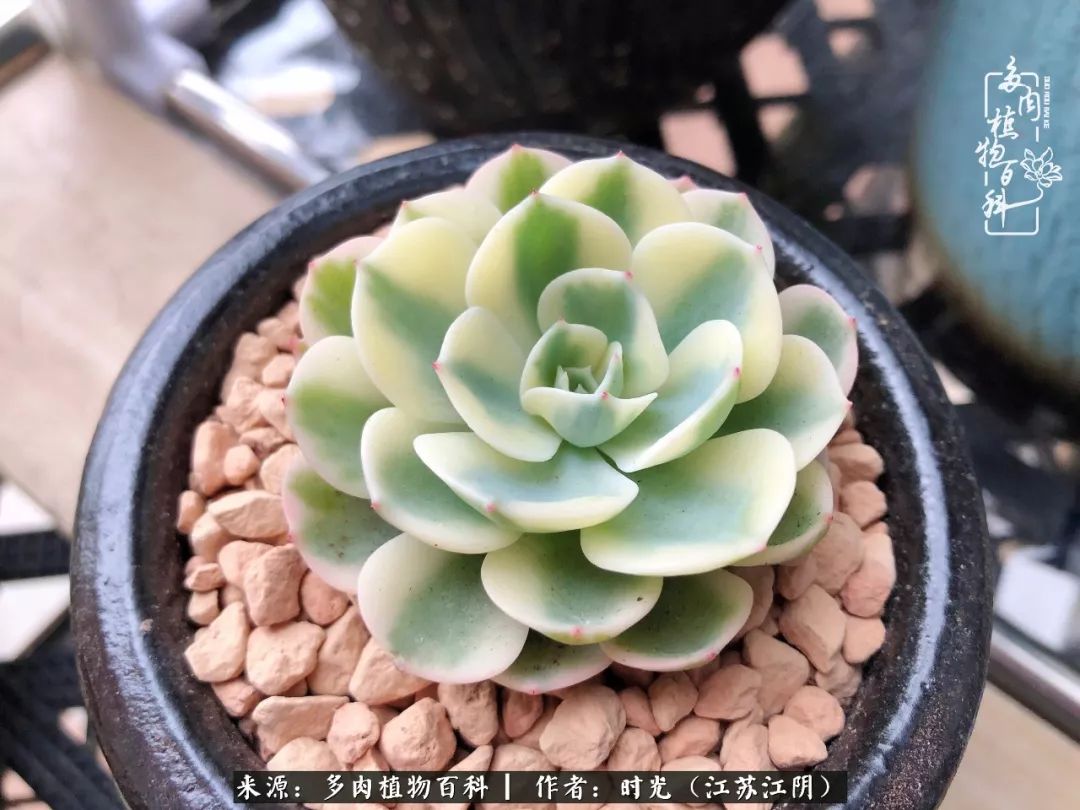养多肉的人都有一颗善良的心,养多肉植物的人有什么特点
