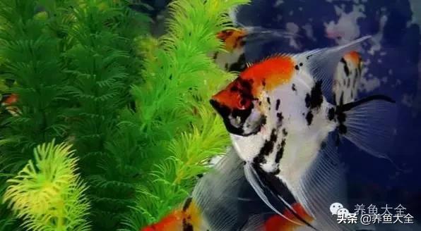 观赏鱼鱼病治疗大全,鱼病治疗视频教程