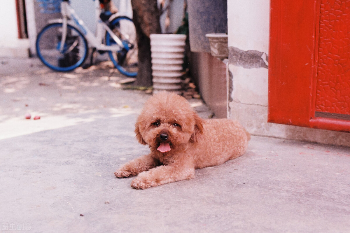 狗狗呕吐腹泻怎么护理它,养宠知识狗狗发现呕吐怎么办