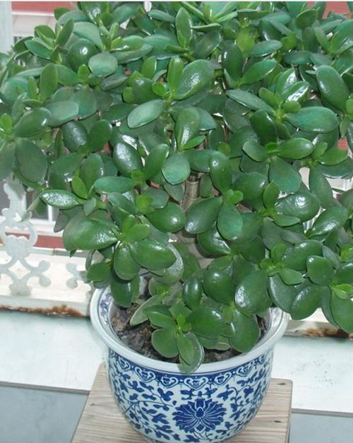 玉树一棵小苗,玉树一棵可以养吗