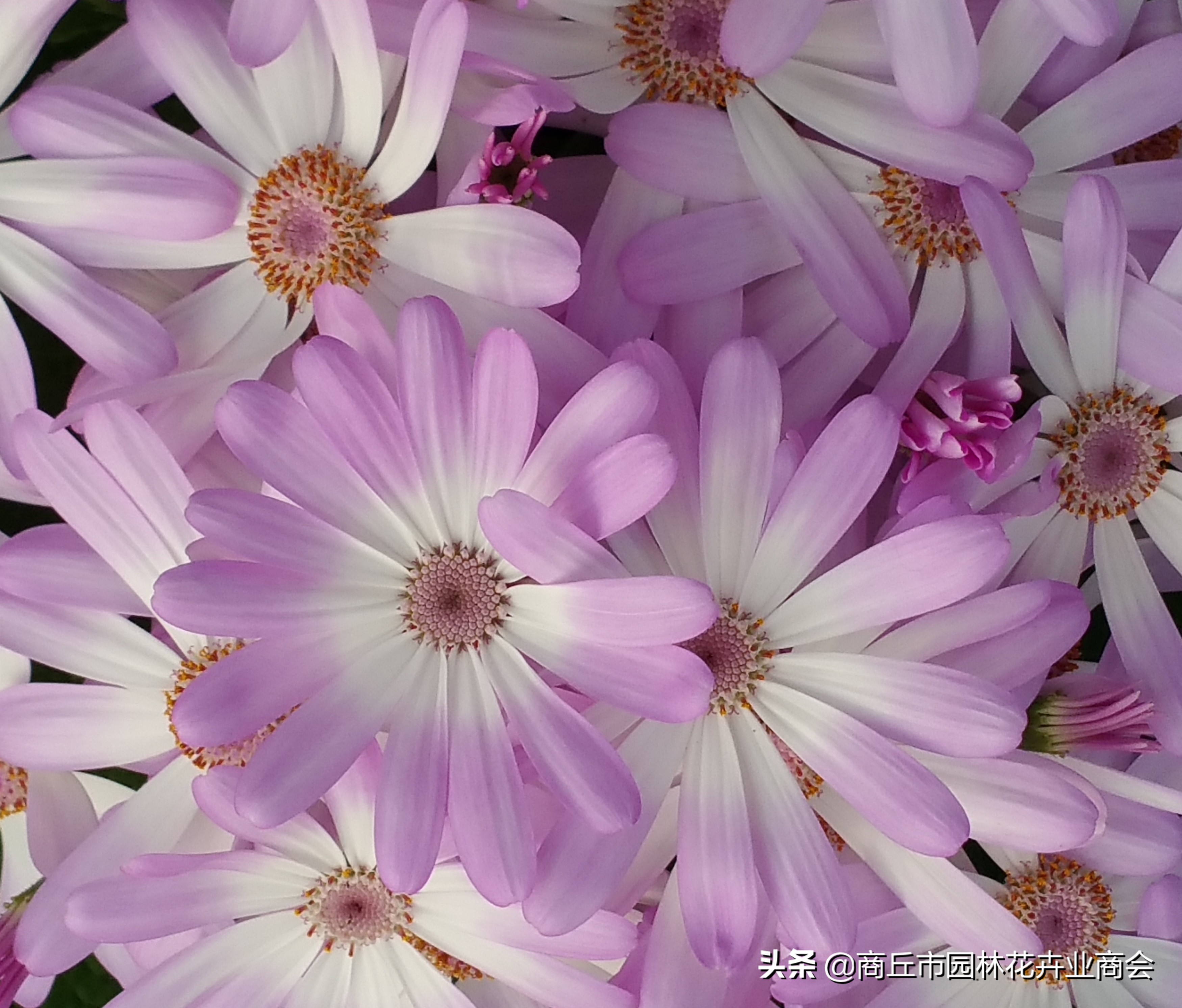 瓜叶菊开花后需要修剪吗,瓜叶菊花开完后怎么处理