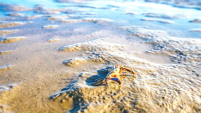上海有好看的海边景点吗,上海好玩的海滩免费可以赶海