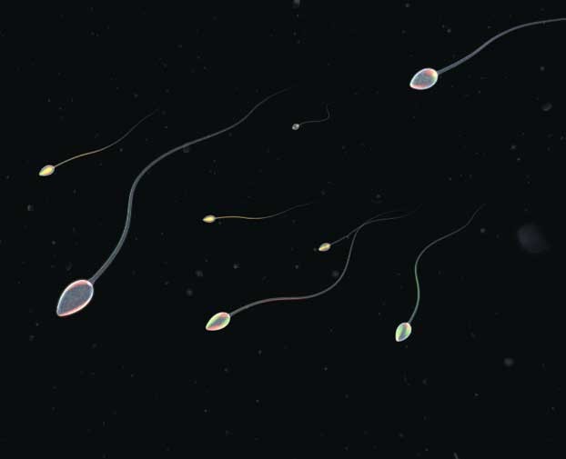 三百年来科学家都看错了，精子游动起来并不像“小蝌蚪”