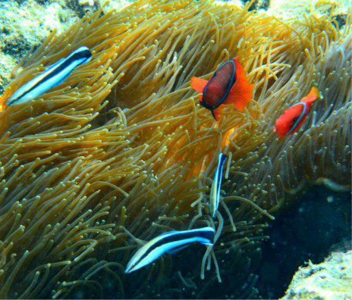 一半是海水一半是蓝天，这就是西沙群岛！我是登岛的第46066人