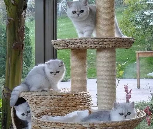 猫咪结膜炎消炎针,猫咪结膜炎用什么药