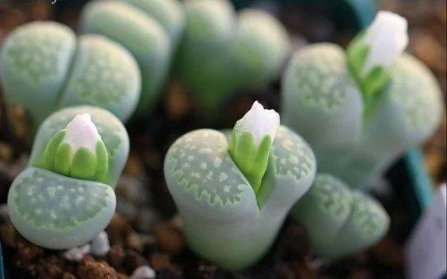 尖锐性湿疣高危后怎么避免感染,尖锐性湿疣高危行为