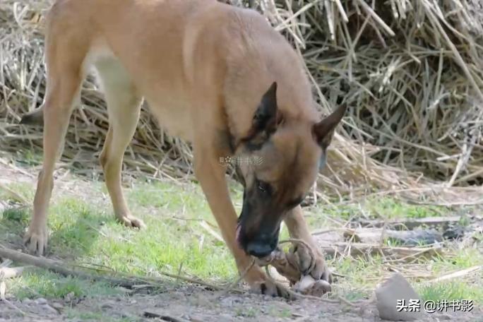 看了一集《花不弃》，一集的细思极恐：看剧果然不能太认真