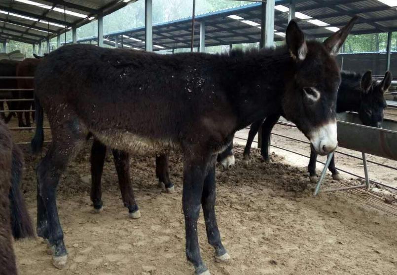 养驴场赚钱吗,养驴行业赚不赚钱