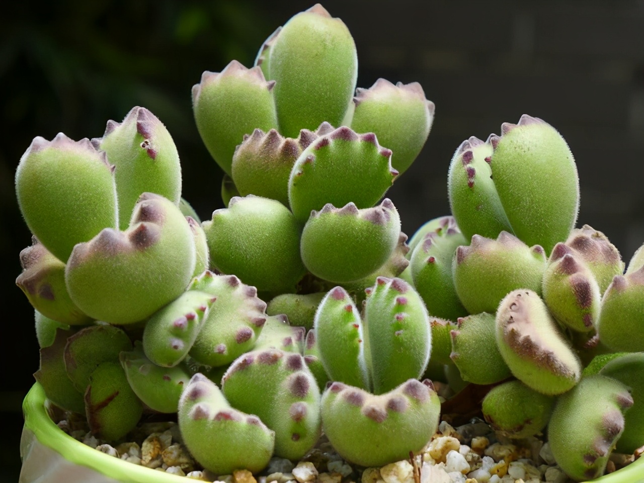 多肉叶片的灰尘怎样处理,怎么清理多肉灰尘视频讲解