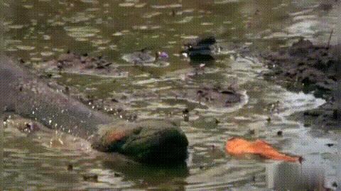 蟒蛇不吃不喝笔直躺在主人身边,你的宠物蛇突然不吃不喝是为什么