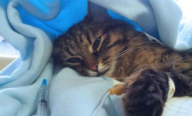 猫咪容易抓坏沙发怎么办,家里猫咪不养了怎么处理