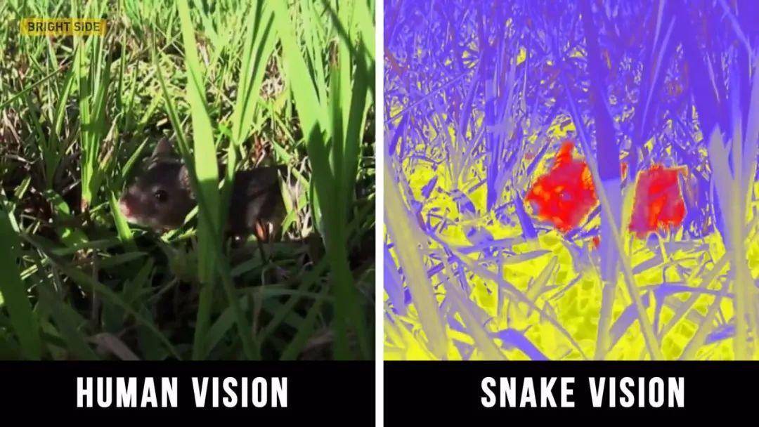 被蟒蛇缠住装死有用吗,被巨蟒缠住能活多久