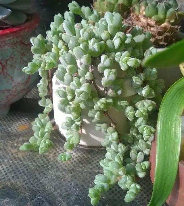 多肉怎么让它只长大不长高,多肉一直长不大怎么办