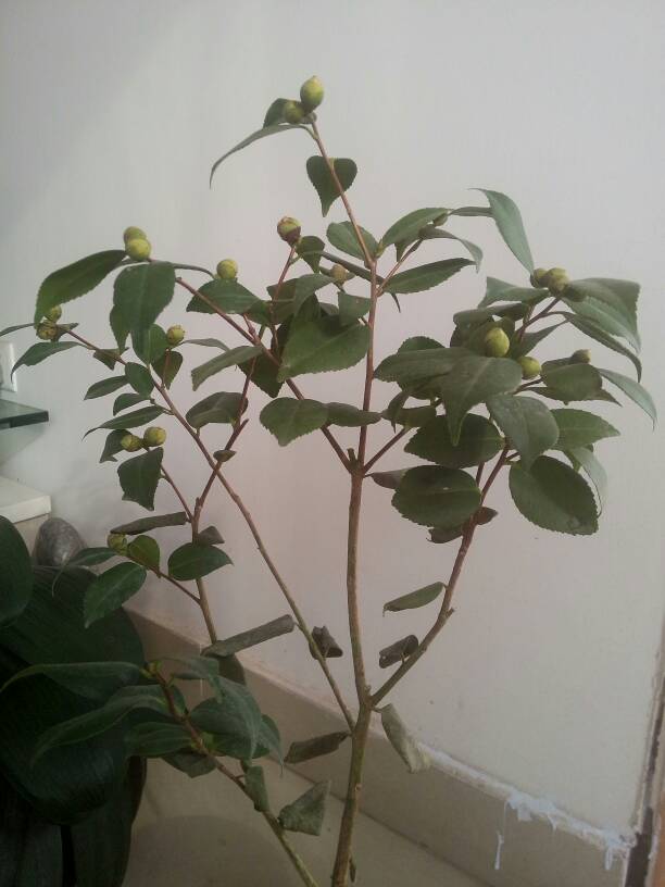 茶花掉叶子是怎么了,茶花掉绿叶子