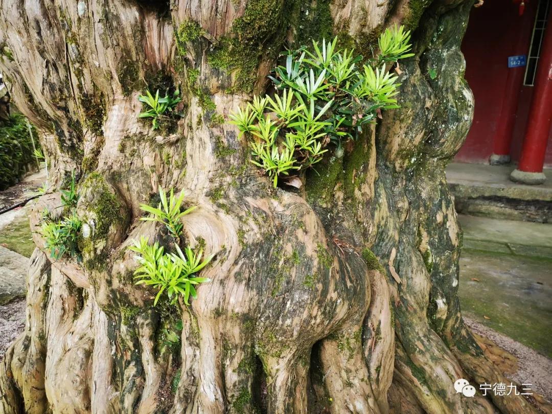 九三学社宁德市委员会,宁德古田乡村振兴