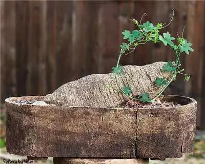 多肉大师手绘花盆,多肉顶级玩家