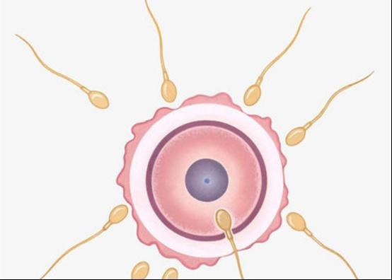 卵子和精子结合后试管没成功,精子没和卵子结合去哪里了