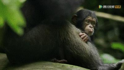 bbc封神,让很多人看一次哭一次的视频