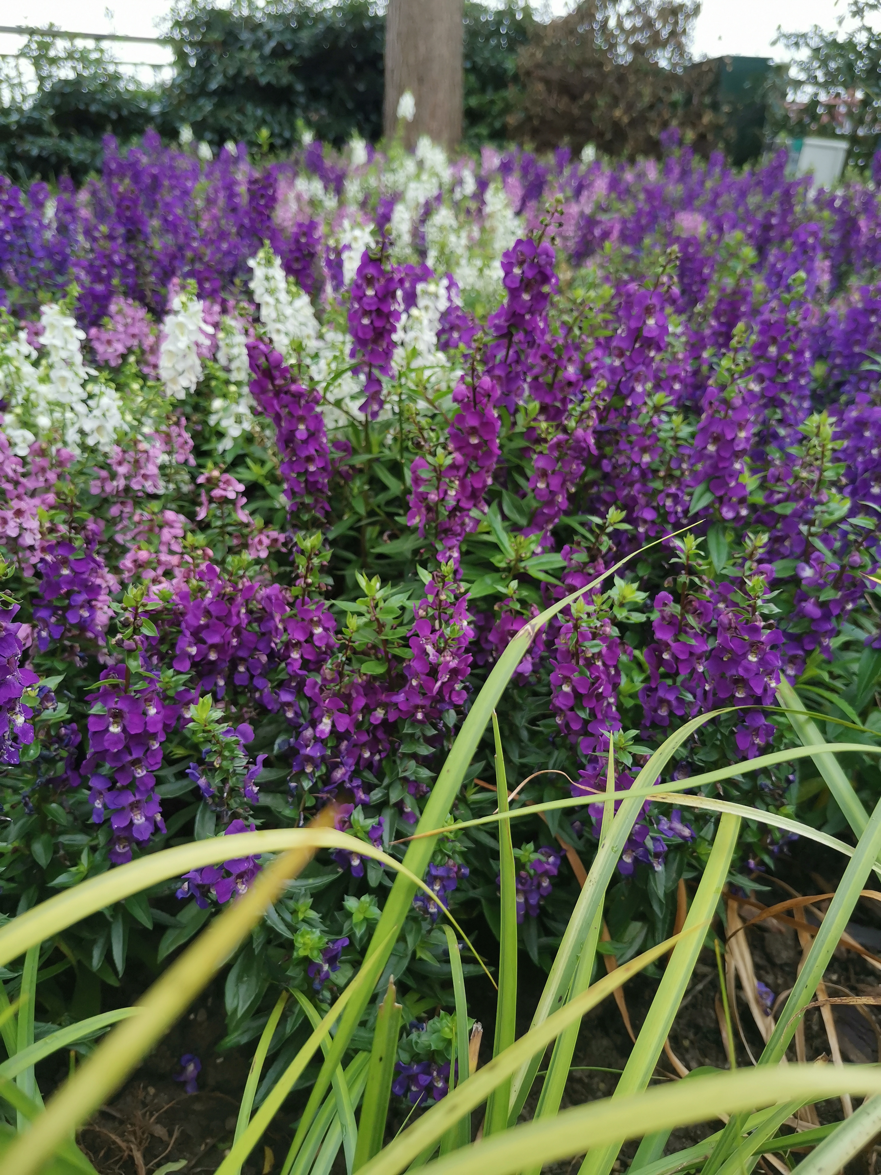 全家劝生三胎但孕妇不想要,两个女儿别人劝生三胎说说