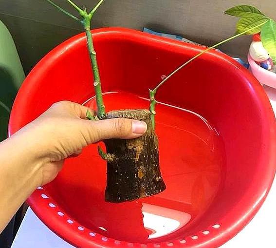 步步高发财树顶端主干发霉腐烂,大发财树主干上端腐烂怎么补救