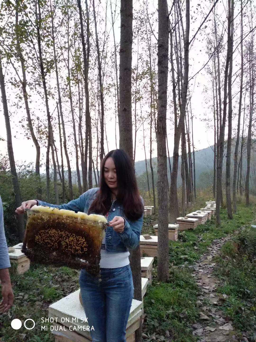 什么叫土蜂蜜和意蜂蜜,啥是土蜂蜜